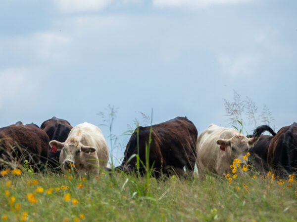 New Episode: Regenerative Ranching 101: Insights from Noble Research Institute