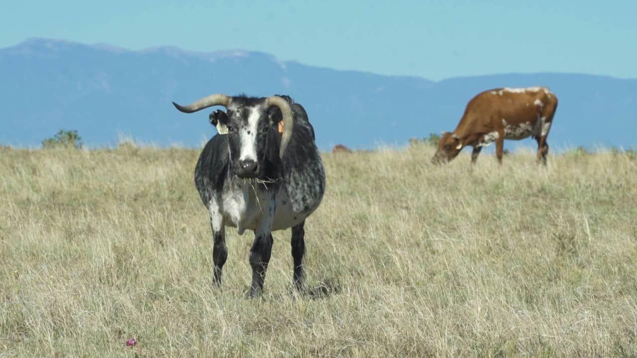 BX-Ranch-51