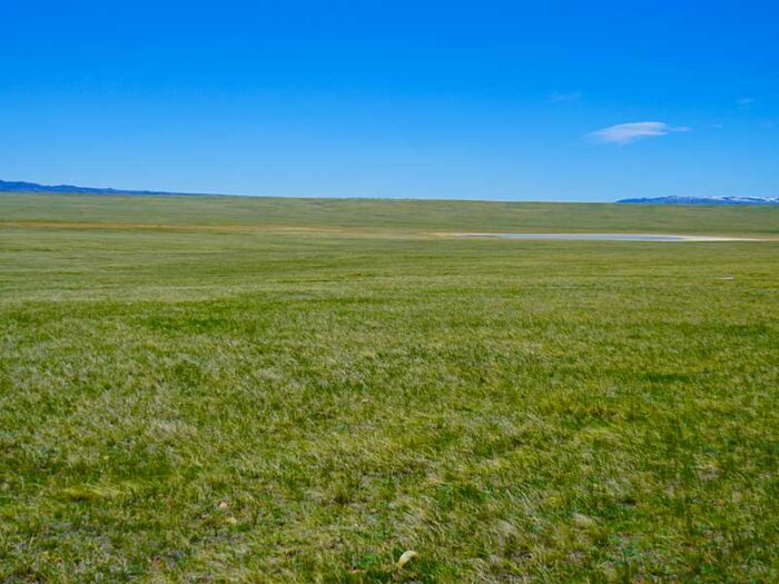 Brees Ranch