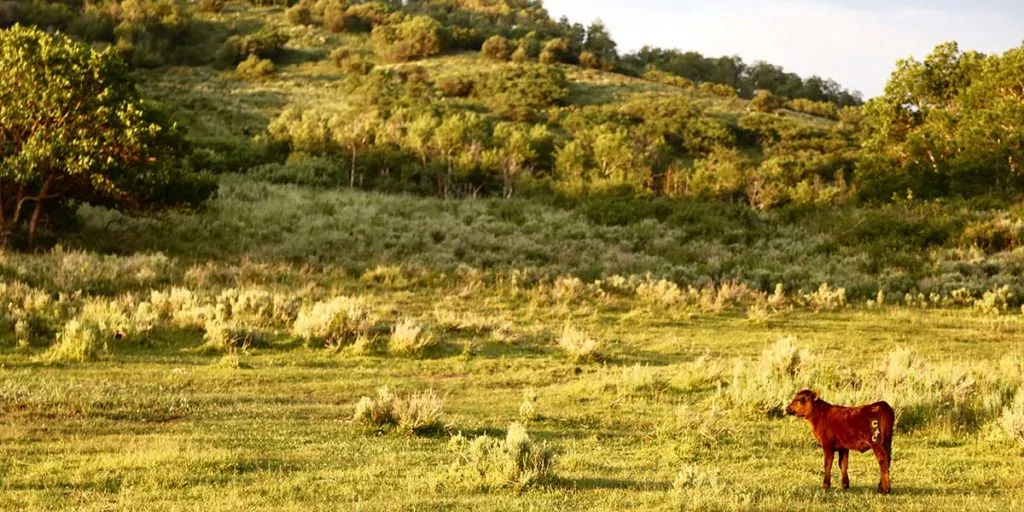 Top 5 Considerations When Buying a Cattle Ranch in the Intermountain West