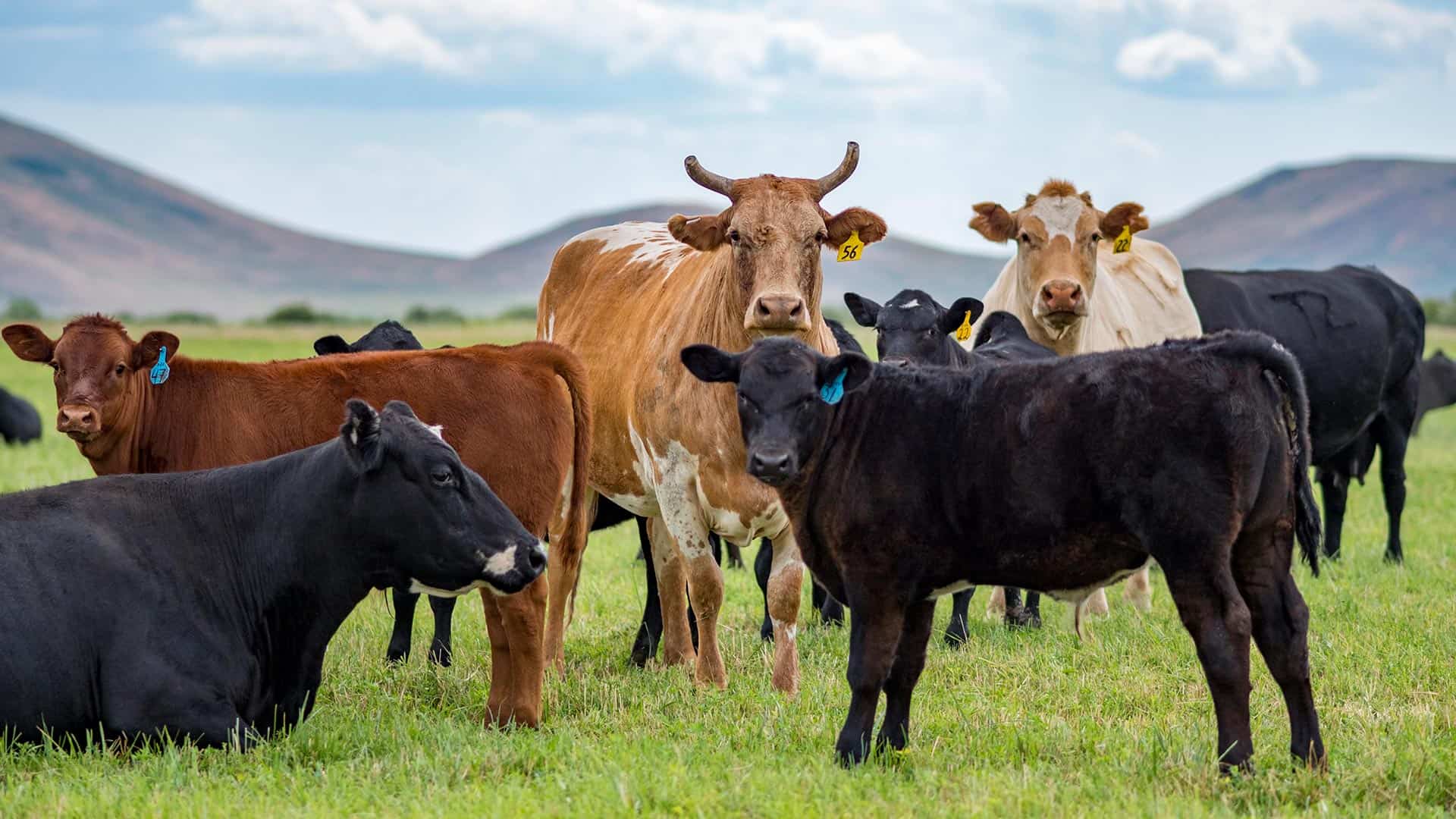 Cattle-ranches-for-sale