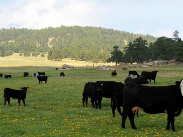 An Overview of Leases on Ranches for Sale