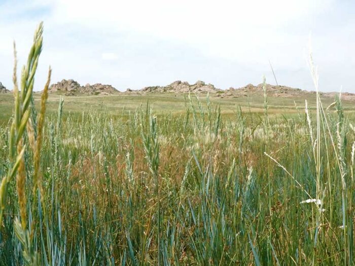 Halleck Canyon Ranch