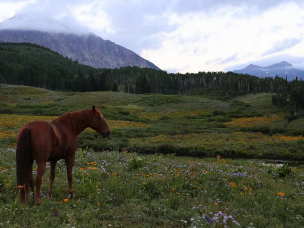Ranch Broker Essential Characteristic #5: Professional Network