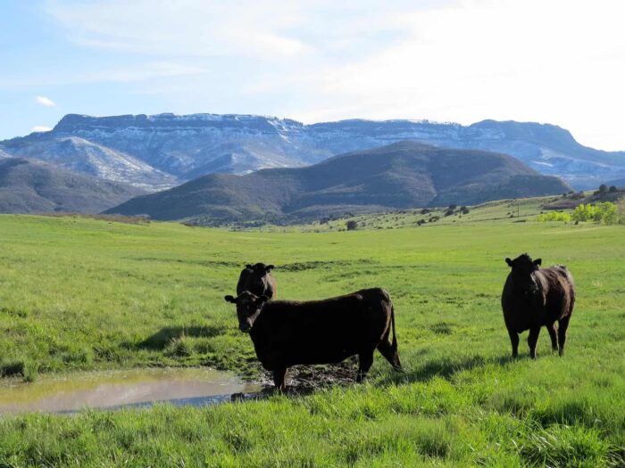 Sandoval Ranch