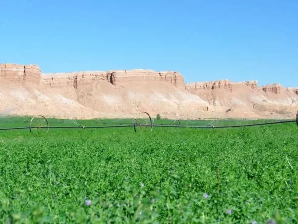 Sandy Ranch: Where Scale, Water, and Stewardship Converge