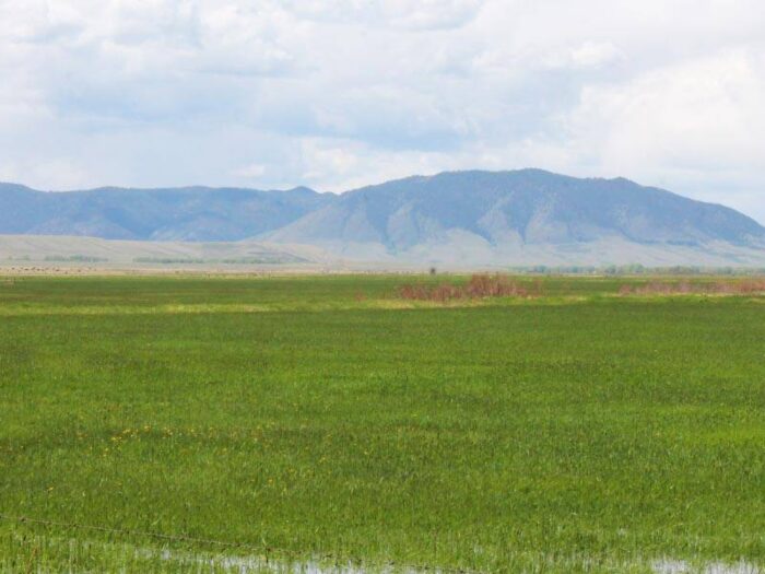 Snowy Range Grass & Production Farm