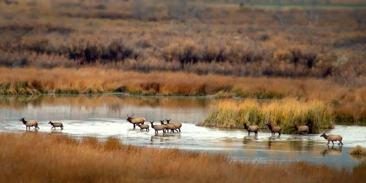 Buying a Ranch | Elk crossing at Thunder Ranch