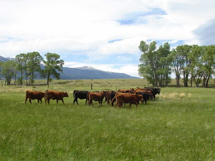 Ula Meadows