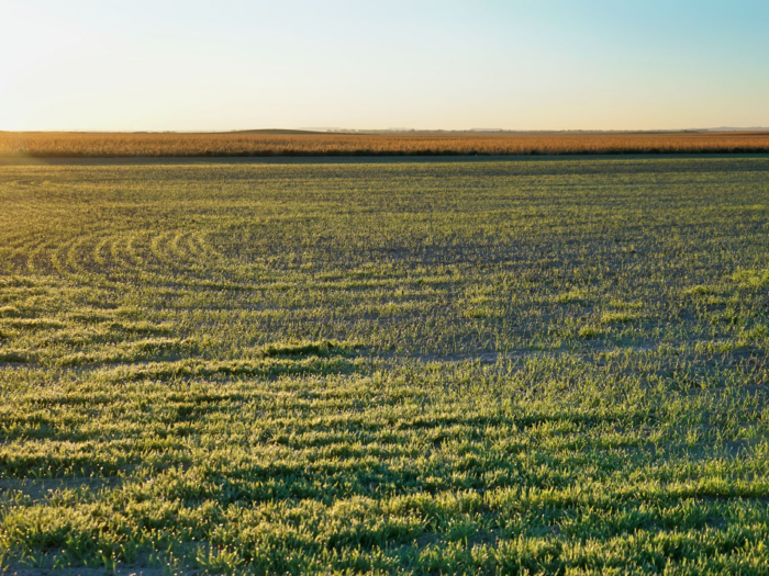 Violet Acreages