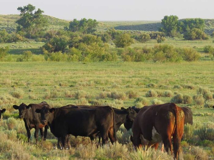 White Ranch