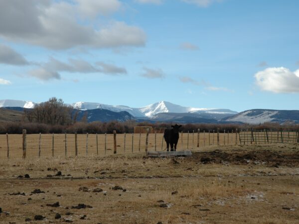 Lonetree Ranch: Buyer Case Story